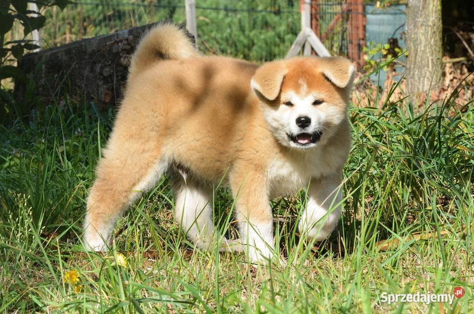 Akita inuaqkita japońska czerwone szczenięta Wołów