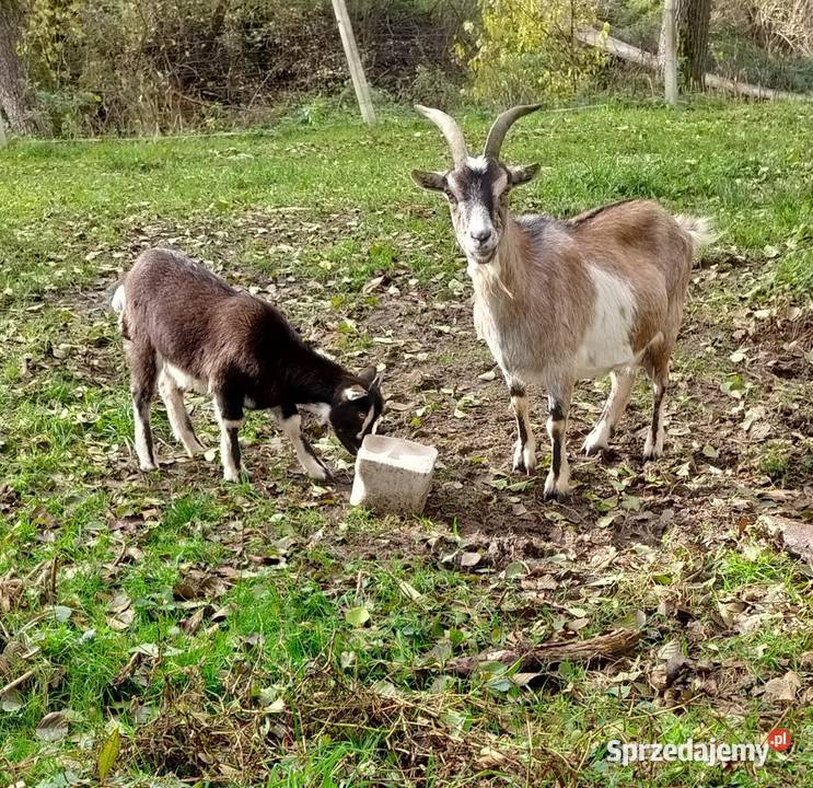 Koza z młodą inną samą kozę Kozy Szczerców