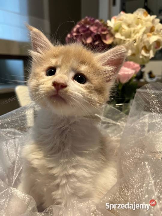 Maine Coon kocięta wielkopolskie Kalisz