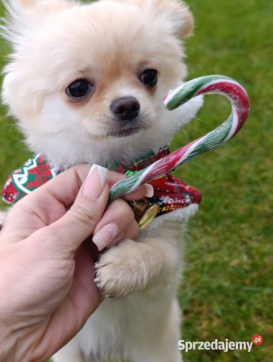 Chihuahua długowłosa FCI Poznań