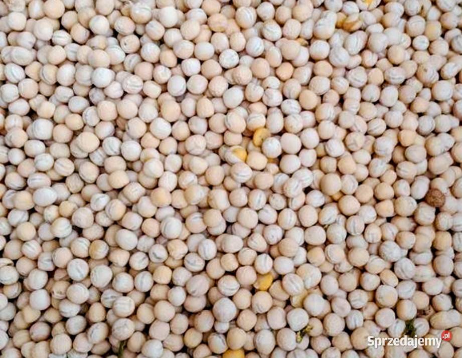 Groch siewny Mefisto Astronaute czyszczony sprzedam