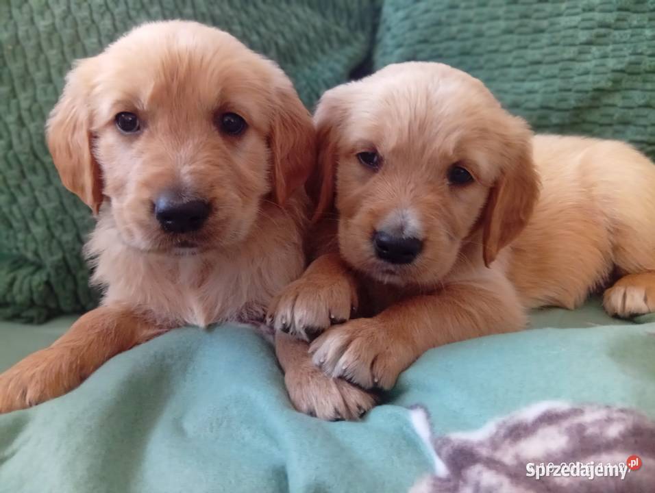 Golden retriever szczeniaki pieski Rusinowo