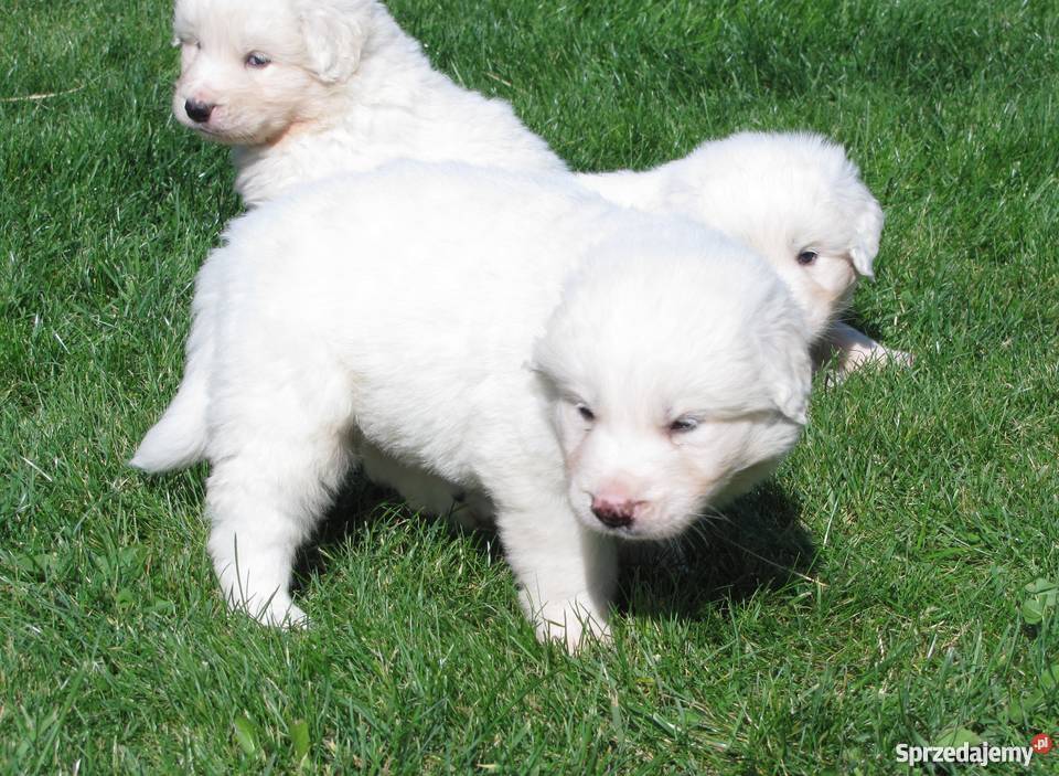 owczarek podhalański Psy Poniatowa