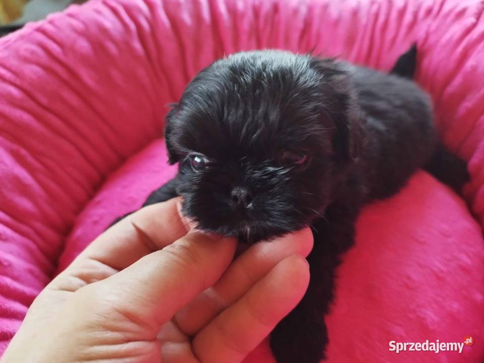 Shih Tzu Śliczne Maleństwa Zapraszamy sprzedam