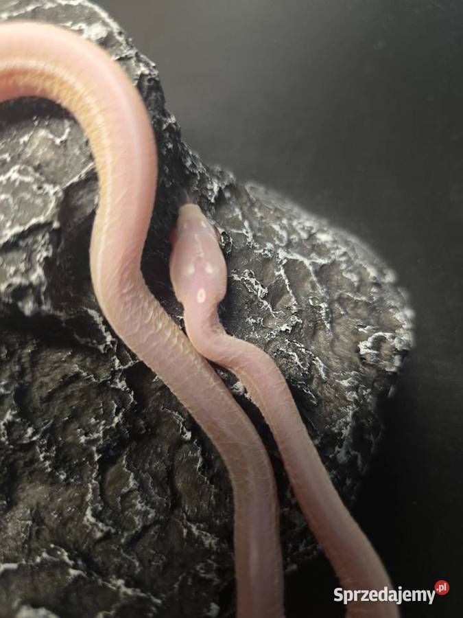 Wąż zbożowy samica Wrocław sprzedam