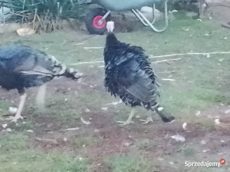 Indyki i indyczki sprzedam Brzeźno