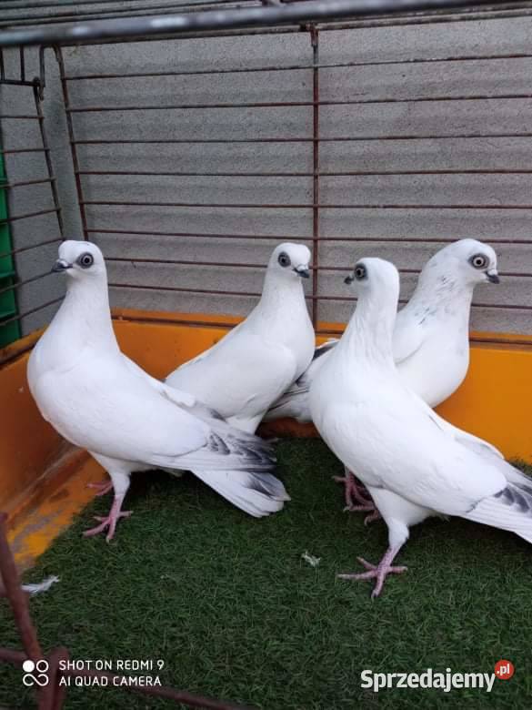 Wysyłka 40 Winerki Winerek Samiec Samica Para Przeworsk