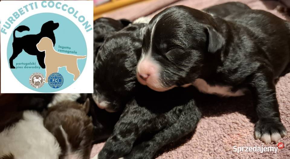 Portugalski pies dowodny szczenięta pieski Makówiec