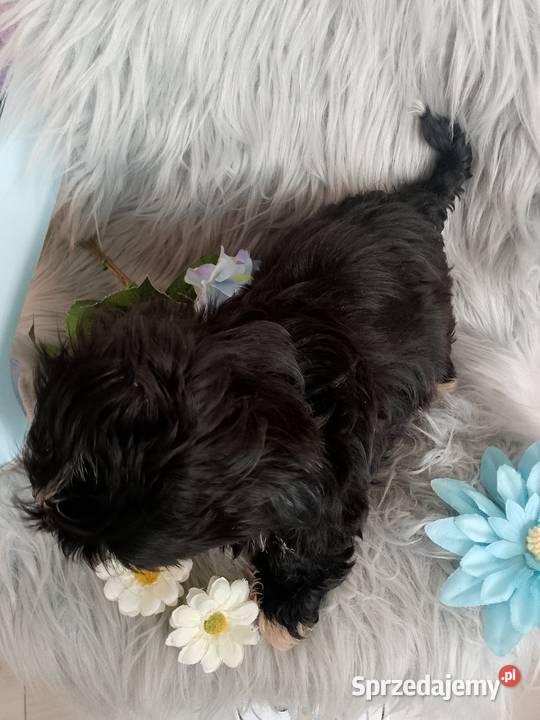 GOTOWY DO ODBIORU czarny piesek rasy ShihTzu