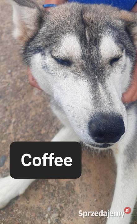 Szczeniaki syberiany husky Reda
