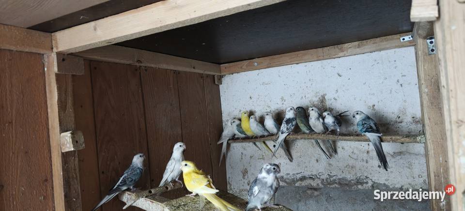 Papugi świergoty Kraków sprzedam