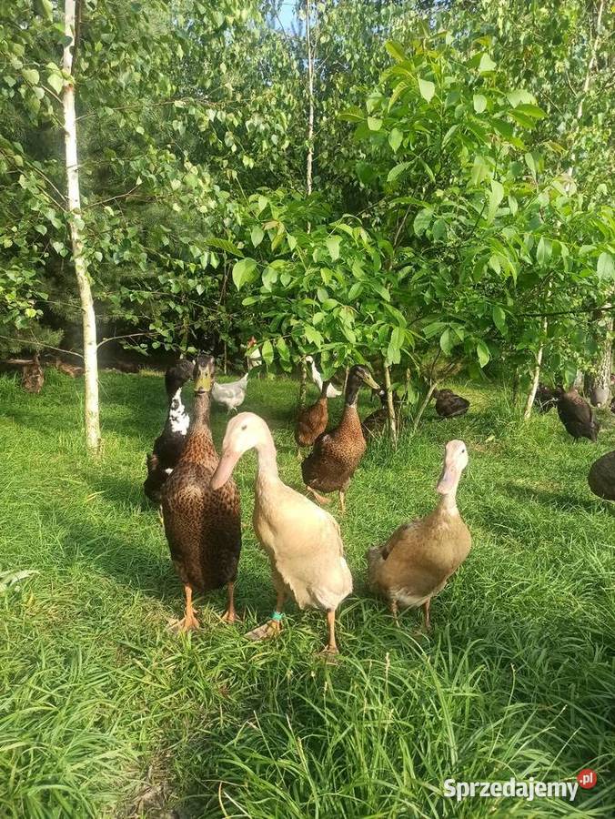 Jaja lęgowe biegusa biegus indyjski