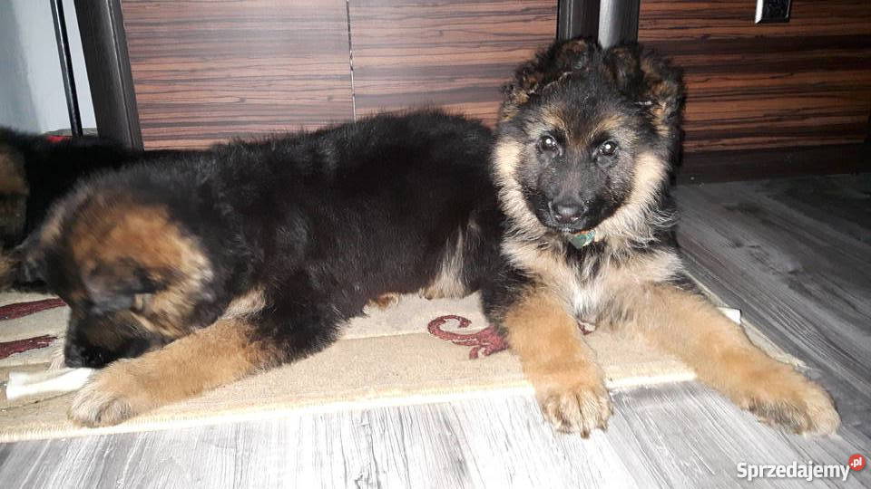 Szczeniaki Owczarka Niemieckiego Długowłosego Chełmce