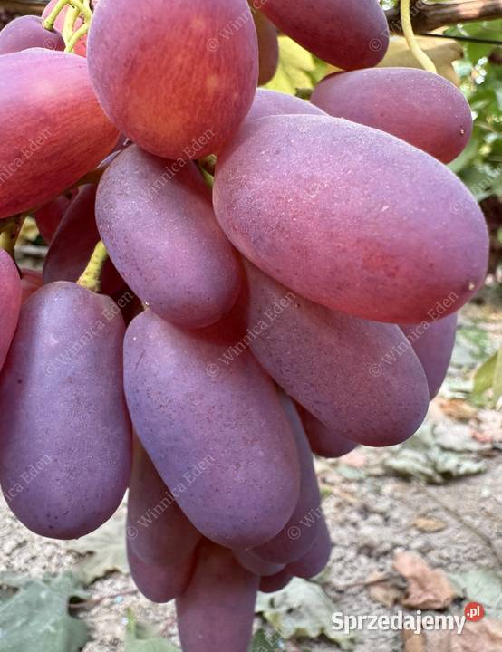 Winogrono deserowe Jaguar Sadzonki winorośli Łazy Brzyńskie sprzedam