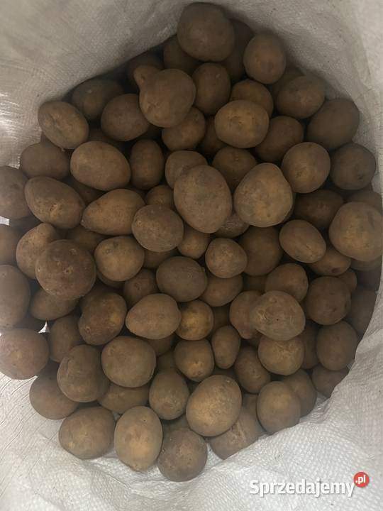 Ziemniaki Soraya w rozmiarze sadzeniaka Produkcja roślinna Działoszyce