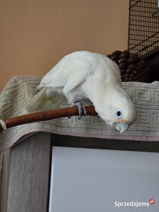 Kakadu goffini RK z wolierą Ptaki Ptaki Warszawa