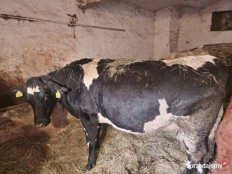 sprzedam jałówke cielną lubuskie