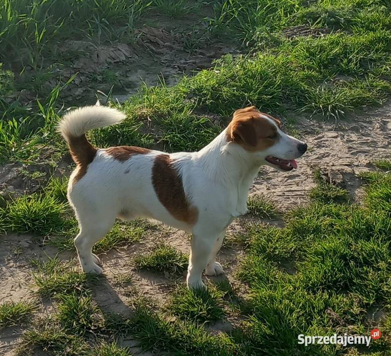 Jack Russell Terrier FCI Winnica