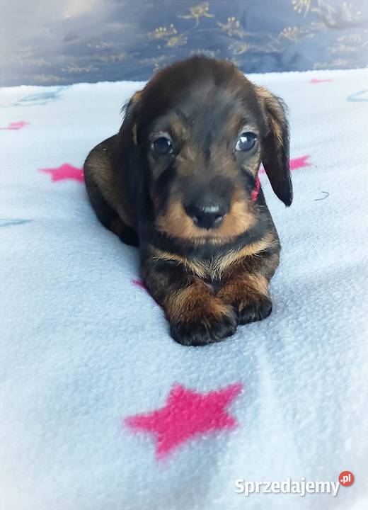 Jamniczki szorstkowłose miniaturowe mazowieckie Warszawa sprzedam