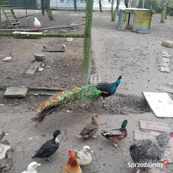 Para pawi czarnoskrzydłych Łańcut