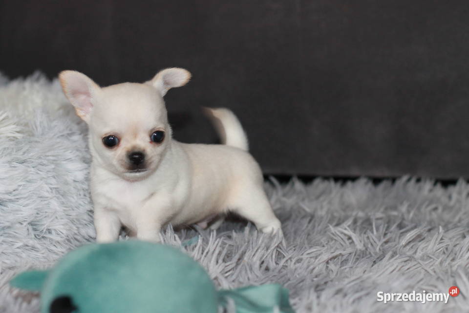 Chihuahua Geri krótkowłosey ZKwP FCI Świnoujście