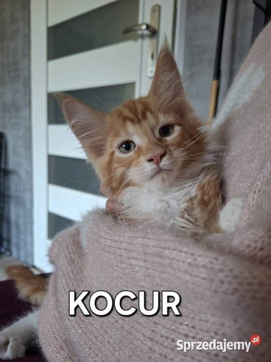 Koty Maine Coon Maine Coon warmińsko-mazurskie