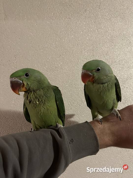 Aleksandretta Większa Aleksandretty Wielkie Sławków