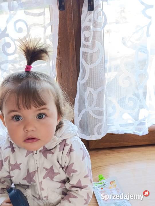 Pieski czarne biszkoptowe Labradory Retriever Tarnów