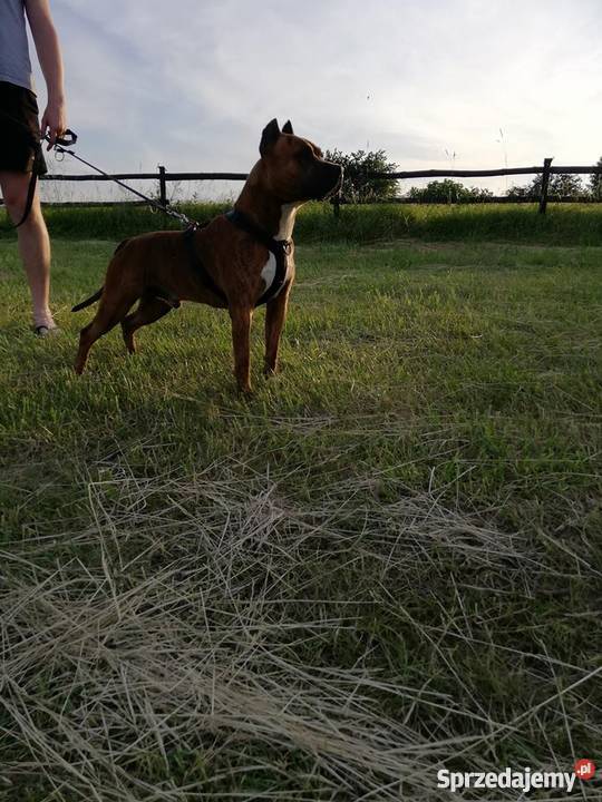 Szczeniaki Amstaff American Staffordshire Amstaff lubelskie Zamość