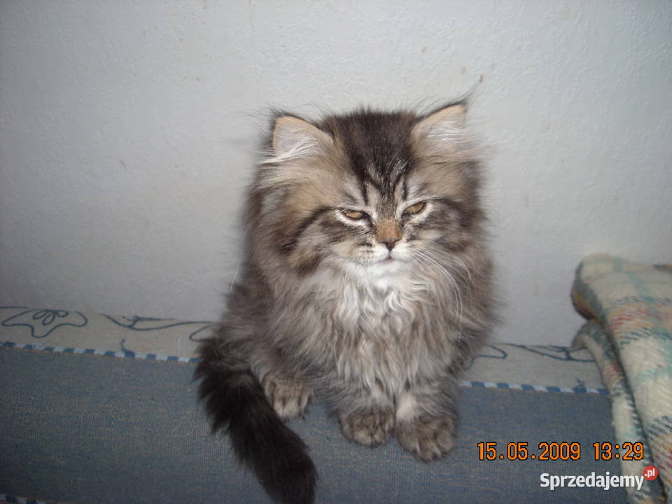 Kocieta perskieszynszylowe