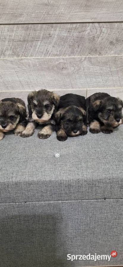 Sznaucer Miniaturowy suczki i pieski Przysucha