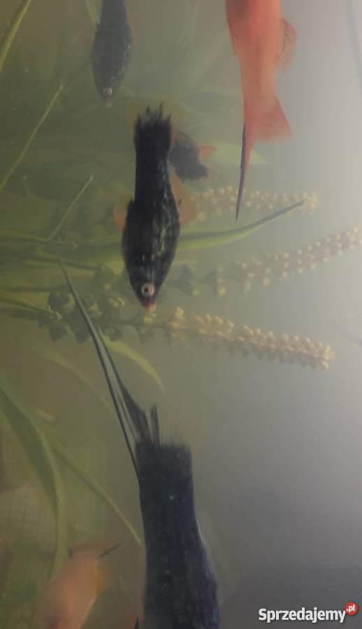 oddam rybki akwariowe kujawsko-pomorskie Toruń