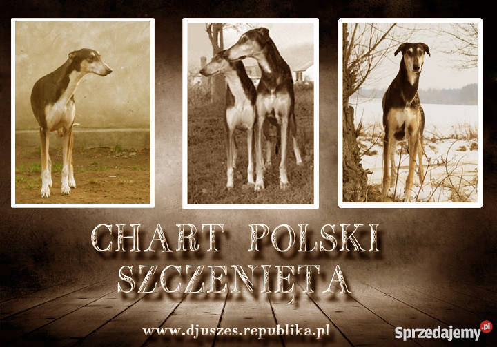 Chart polski szczenięta z rodowodem FCI Psy Wągrowiec