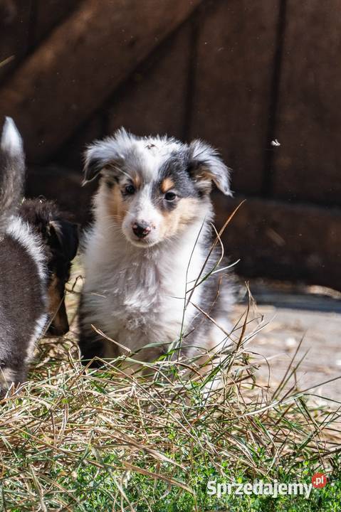 Owczarek szkocki collie z metryką wielkopolskie sprzedam