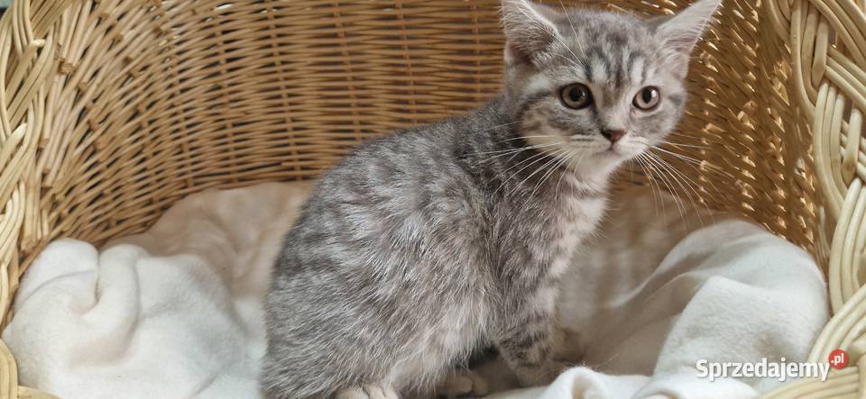 Kotka Szkocka zwisłoucha Silver Tabby