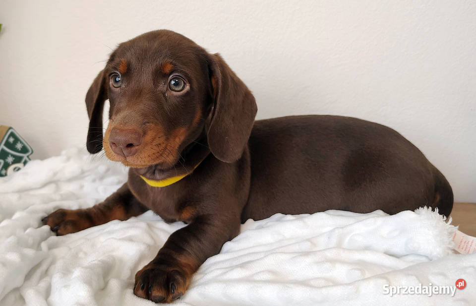 SAMIEC Jamnik krótkowłosy Czekoladowy podpalany Kraków sprzedam