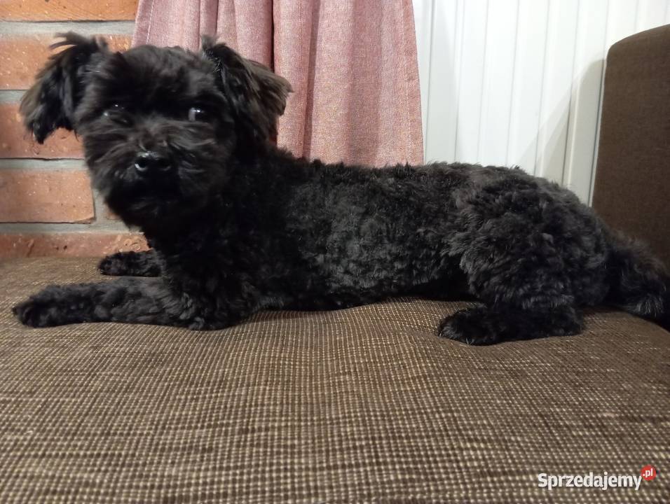 Piesek o imieniu Ace Man rasy Rosyjska Bolonka Radliniec