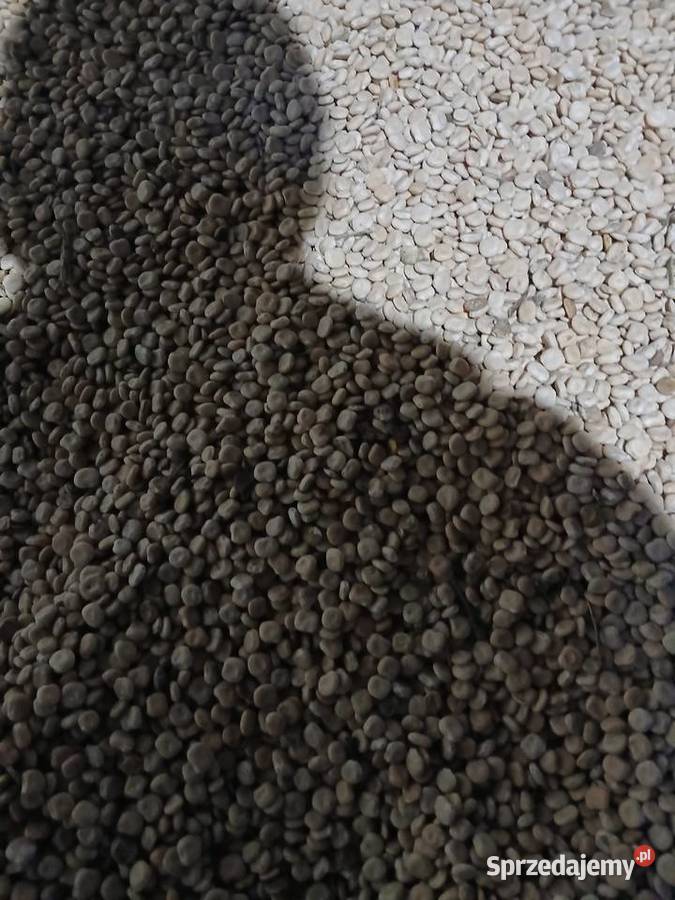 Sprzedam łubin Butan Rożnowo