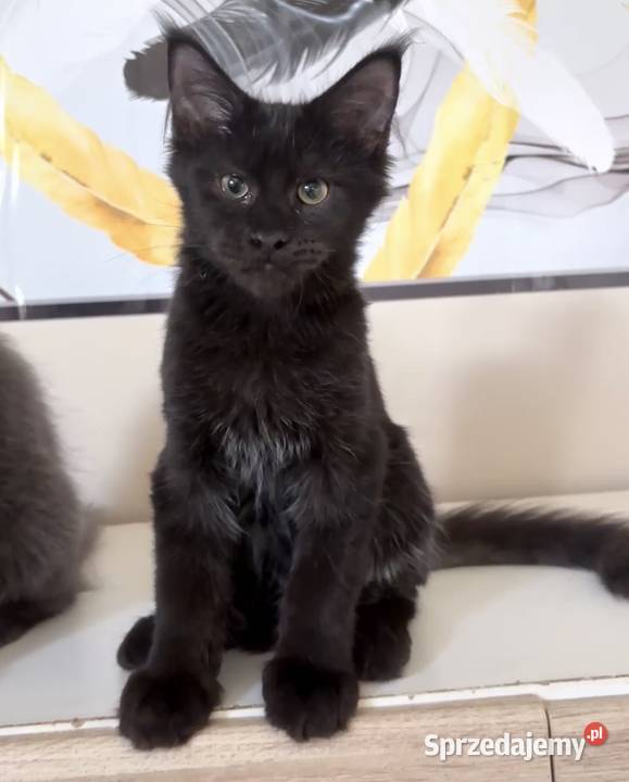 Maine Coon kocięta Maine Coon Wińsko