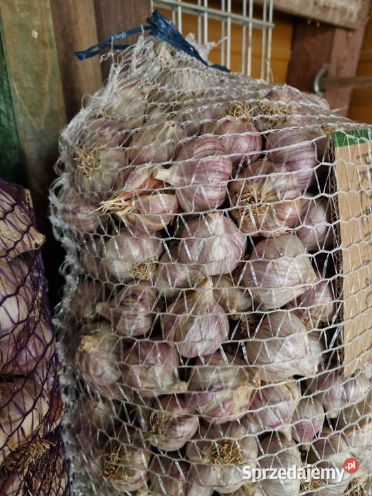 Czosnek przemysłowy Harnaś kilówka polski ostry Pozostałe