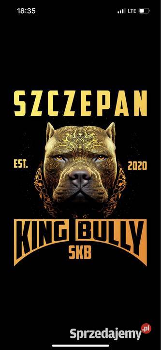 American Bully xl kujawsko-pomorskie Kaźmierzewo