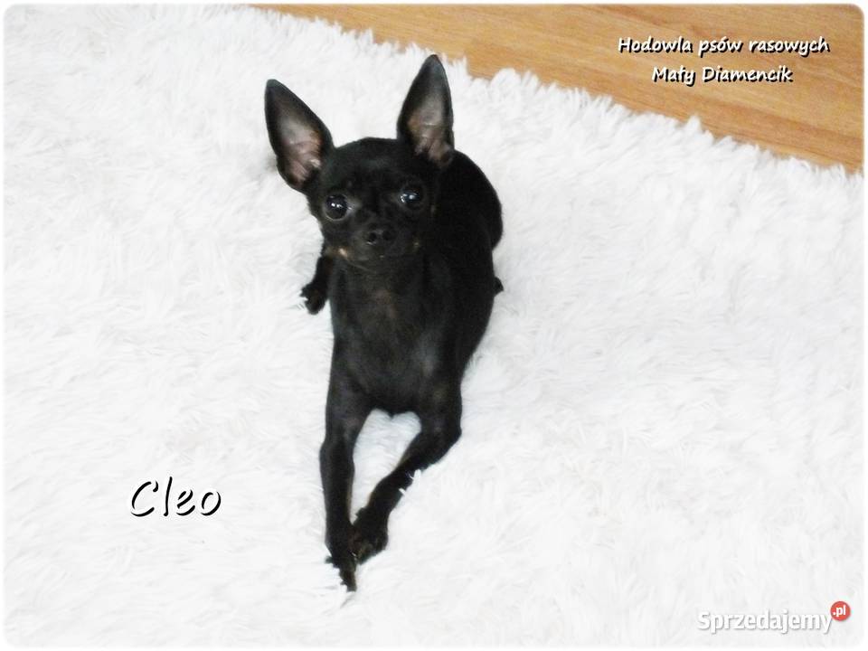 Mała sunia CLEO Pinczer Miniaturowy Ratlerek z Żary