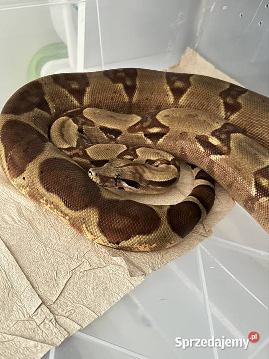 Boa constrictor samica Promocja Jaworzno