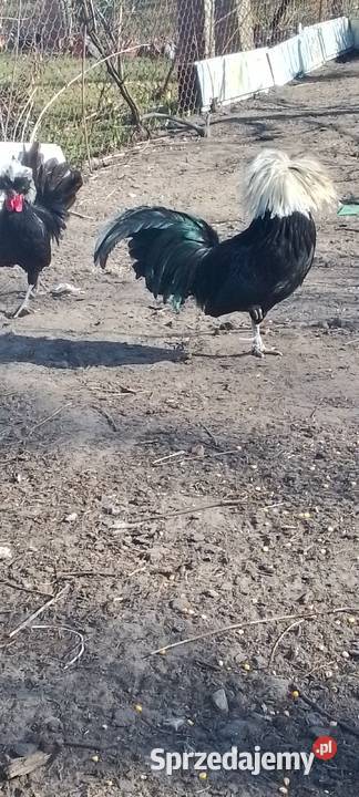 Sprzedam białoczub holenderski sprzedam