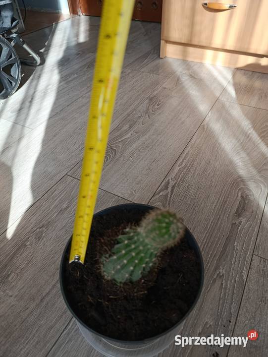 kaktus kolejny do pilnej sprzedaży