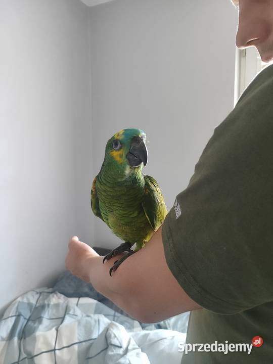 Papugi Amazonki ręcznie karmione Bochnia