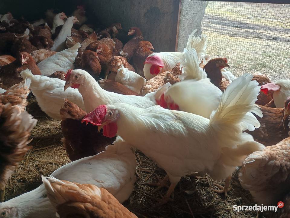 Kury nioski z jajkiem wielkopolskie