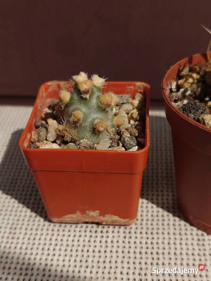 Tephrocactus molinensis T articulatus var Kaktusy i sukulenty Warszawa