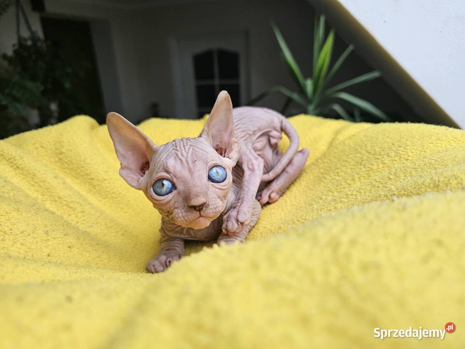 Kocur sfinks kanadyjski Vascat Lublin