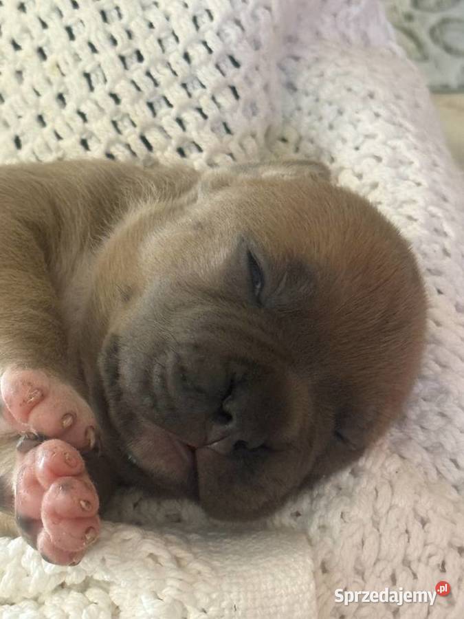 Amstaff Zapraszamy do rezerwacji Szczenięta o Sarnowo
